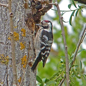 Lesser Spotted Woodpecker - Dendrocopus minor © John Muddeman